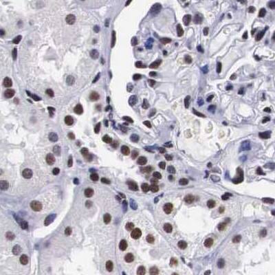 SF3A1 Antibody - BSA Free Immunohistochemistry-Paraffin: SF3A1 Antibody [NBP1-87214]