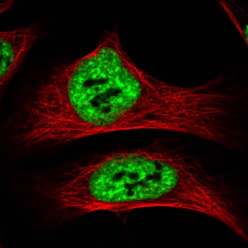 SF3A1 Antibody - BSA Free Immunocytochemistry/ Immunofluorescence: SF3A1 Antibody [NBP1-87215]
