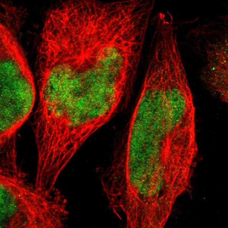 ZNF134 Antibody - BSA Free Immunocytochemistry/ Immunofluorescence: ZNF134 Antibody [NBP1-87277]