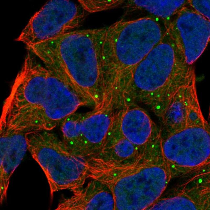 cGK1/PRKG1 Antibody - BSA Free Immunocytochemistry/ Immunofluorescence: cGK1/PRKG1 Antibody [NBP1-87289]