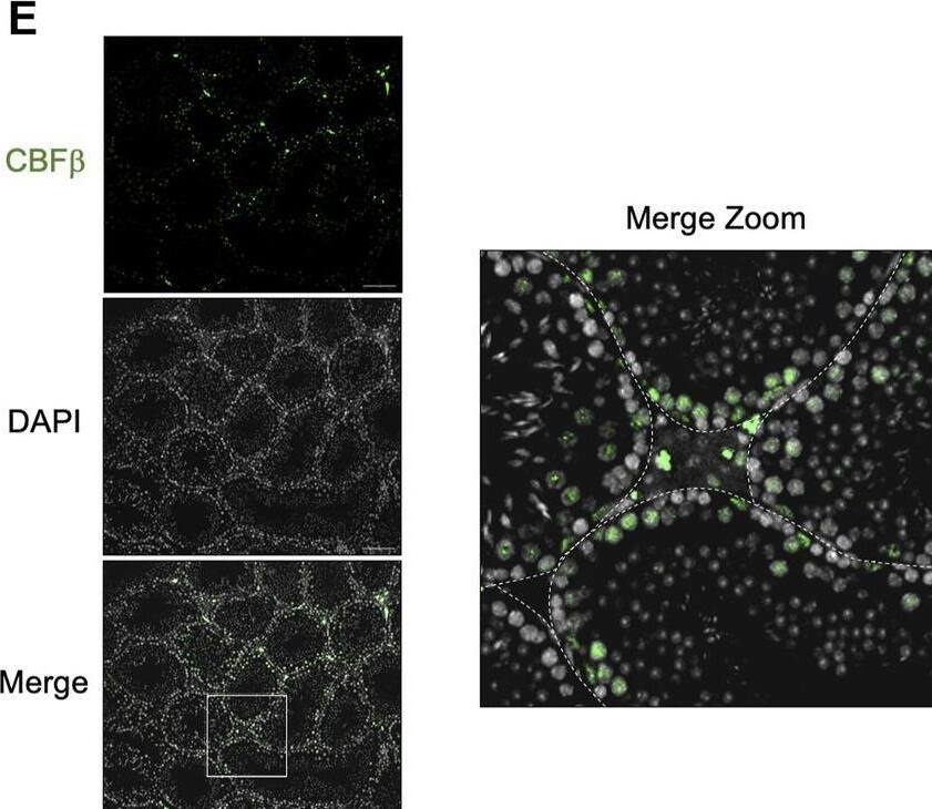 CBFB Antibody - BSA Free