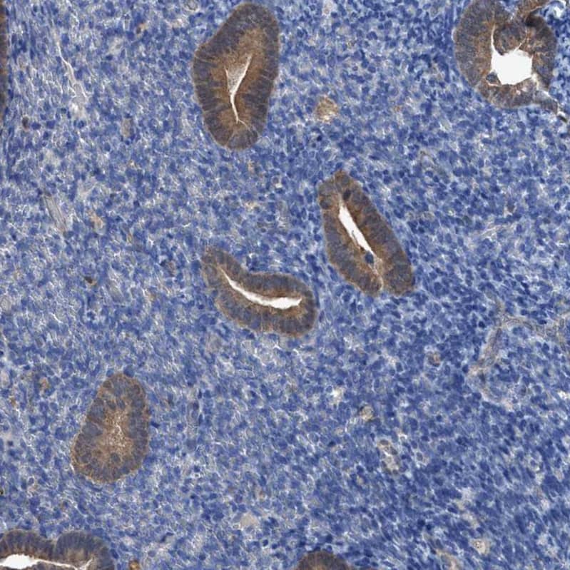 PNPO Antibody - BSA Free Immunohistochemistry-Paraffin: PNPO Antibody [NBP1-87303]