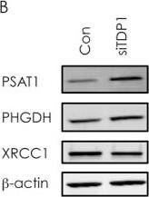 PHGDH Antibody