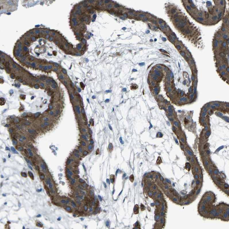 PCTAIRE2 Antibody - BSA Free Immunohistochemistry-Paraffin: PCTAIRE2 Antibody [NBP1-87316]