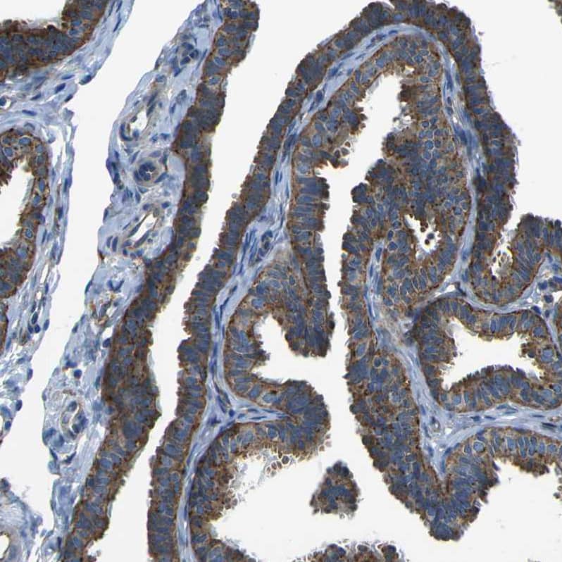 PCTAIRE2 Antibody - BSA Free Immunohistochemistry-Paraffin: PCTAIRE2 Antibody [NBP1-87316]