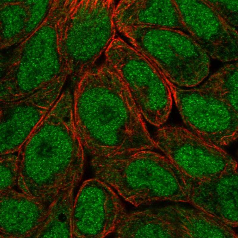 OASL Antibody - BSA Free Immunocytochemistry/ Immunofluorescence: OASL Antibody [NBP1-87363]