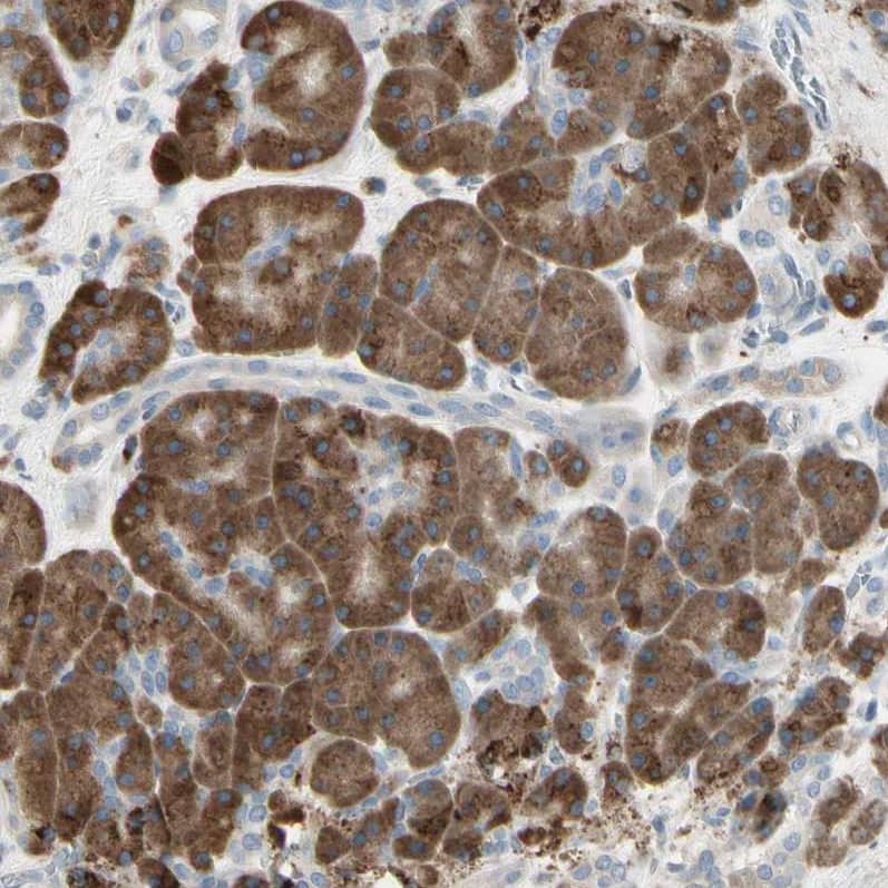 Nesfatin-1/Nucleobindin-2 Antibody - BSA Free Immunohistochemistry-Paraffin: Nesfatin-1/Nucleobindin-2 Antibody [NBP1-87383]
