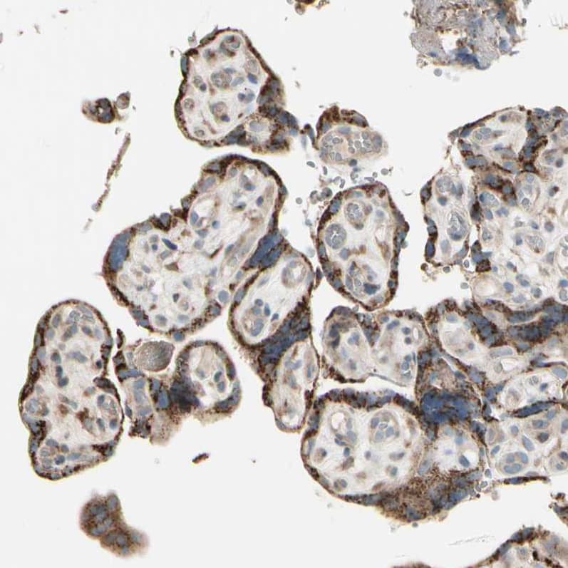 Nesfatin-1/Nucleobindin-2 Antibody - BSA Free Immunohistochemistry-Paraffin: Nesfatin-1/Nucleobindin-2 Antibody [NBP1-87383]
