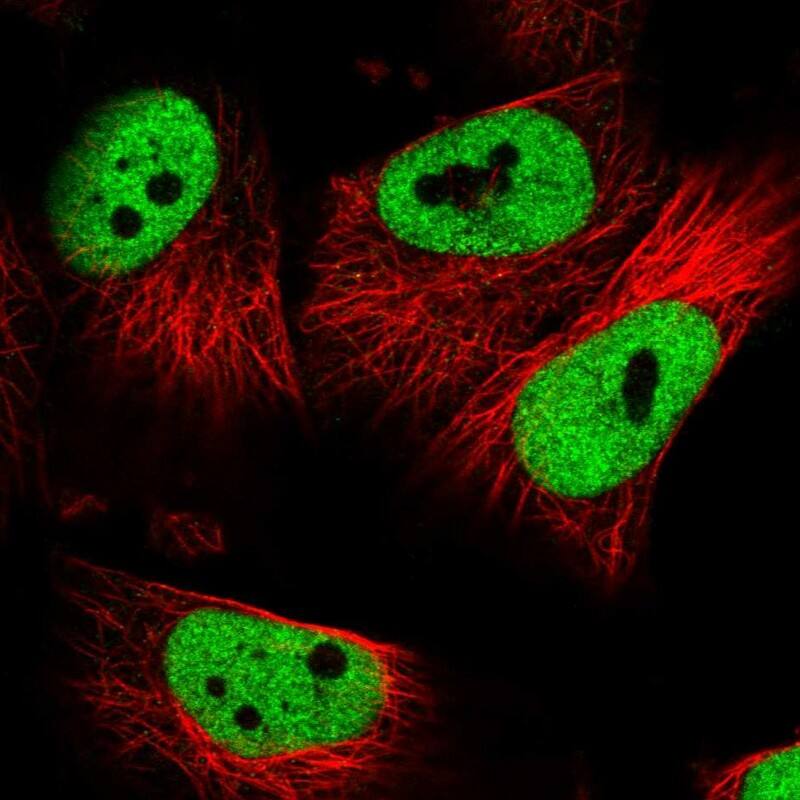 SCAF8/RBM16 Antibody - BSA Free Immunocytochemistry/ Immunofluorescence: SCAF8/RBM16 Antibody [NBP1-87386]