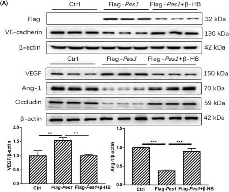 Occludin Antibody - BSA Free