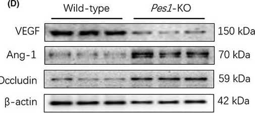 Occludin Antibody - BSA Free