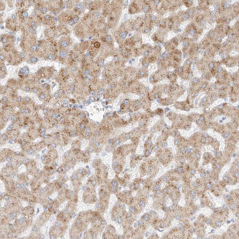Metaxin-2 Antibody - BSA Free Immunohistochemistry-Paraffin: Metaxin-2 Antibody [NBP1-87436]