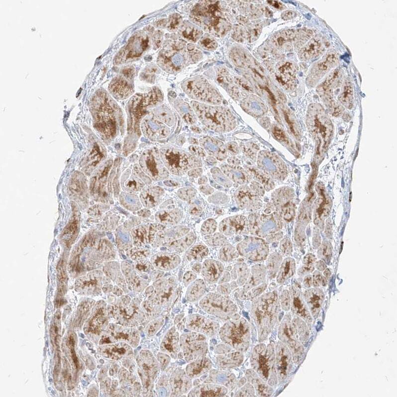 Metaxin-2 Antibody - BSA Free Immunohistochemistry-Paraffin: Metaxin-2 Antibody [NBP1-87436]