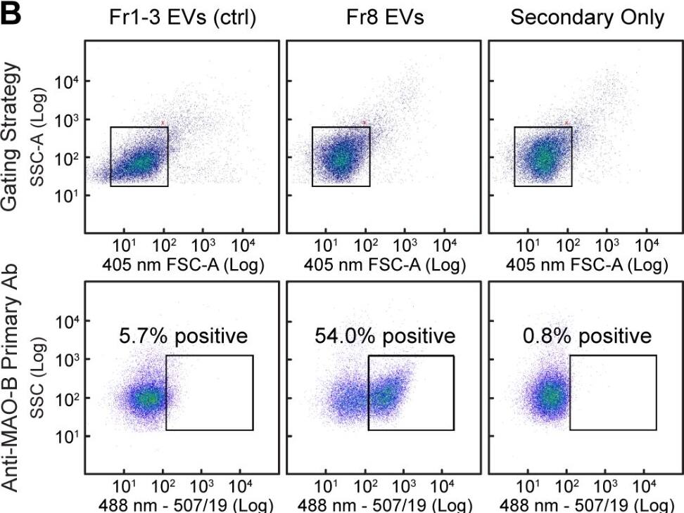 Monoamine Oxidase B Antibody - BSA Free