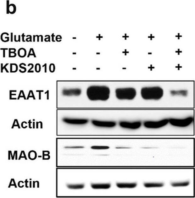 Monoamine Oxidase B Antibody - BSA Free