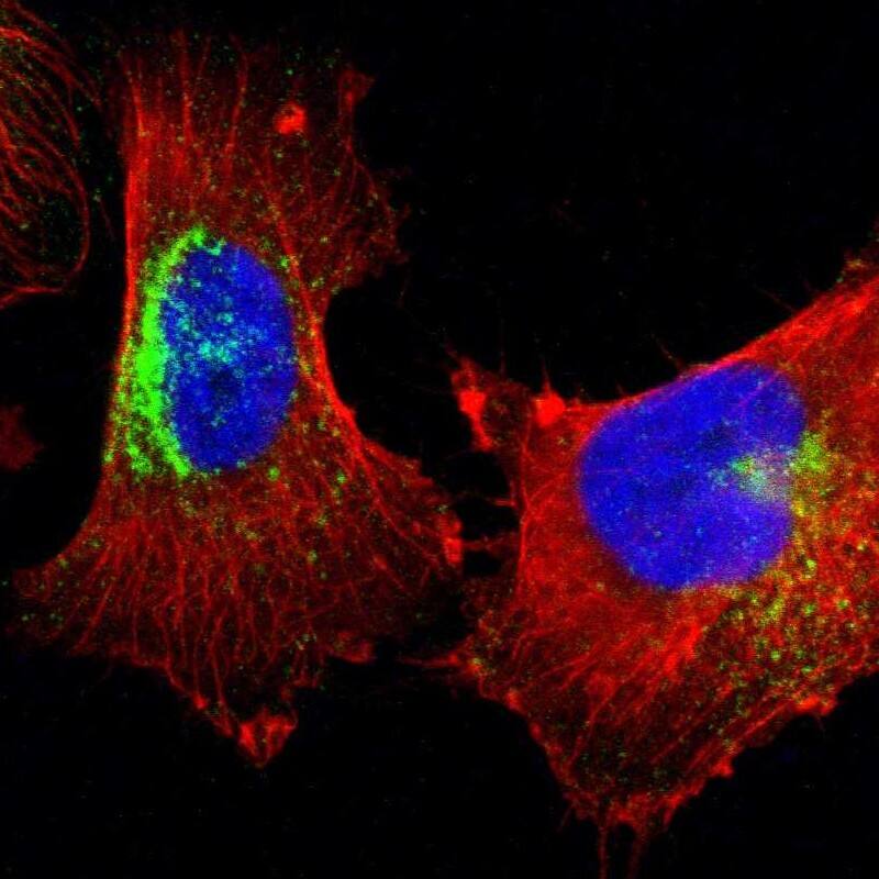 Syntaxin 7 Antibody - BSA Free Immunocytochemistry/ Immunofluorescence: Syntaxin 7 Antibody [NBP1-87497]