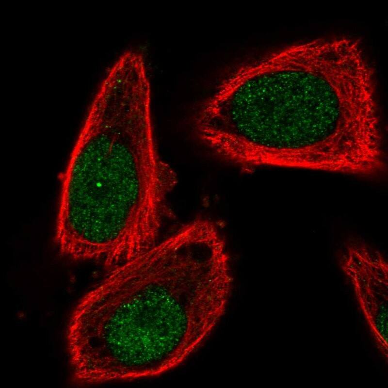 Cullin 2 Antibody - BSA Free Immunocytochemistry/ Immunofluorescence: Cullin 2 Antibody [NBP1-87544]