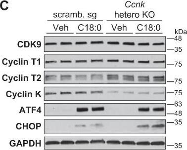 Cyclin T2 Antibody