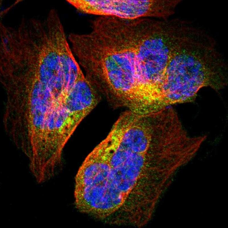 Spectrin beta 1 Antibody - BSA Free Immunocytochemistry/ Immunofluorescence: Spectrin beta 1 Antibody [NBP1-87596]