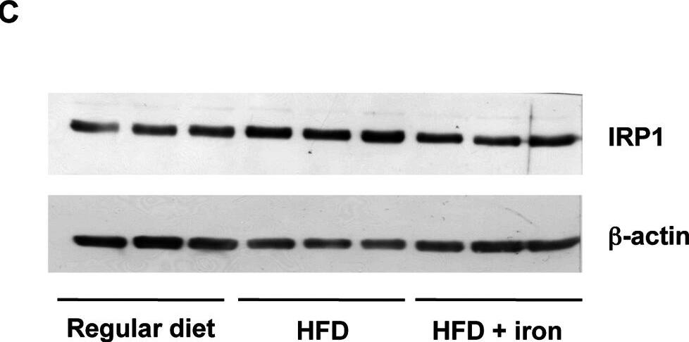 Aconitase 1 Antibody