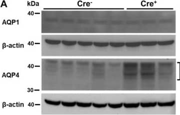 Aquaporin-4 Antibody - BSA Free