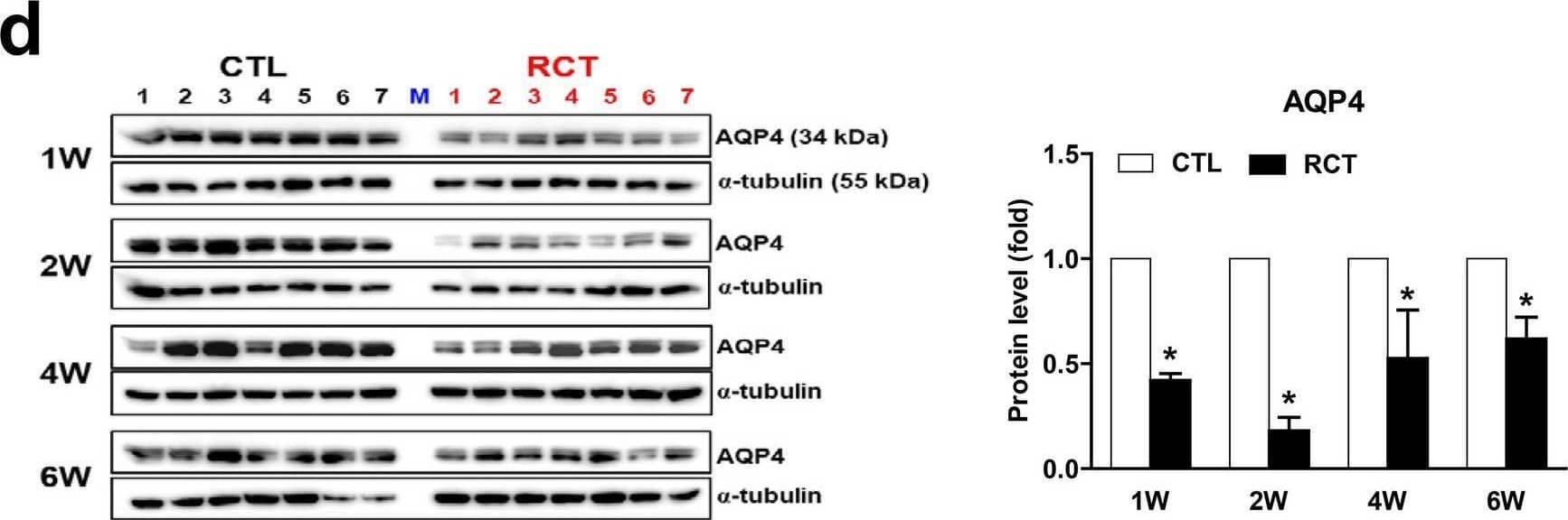 Aquaporin-4 Antibody - BSA Free
