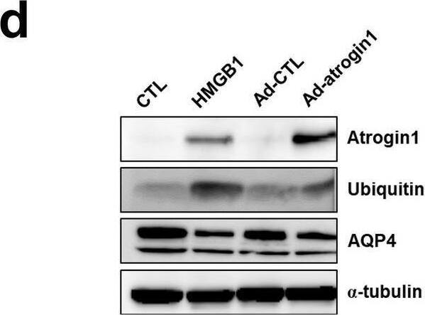 Aquaporin-4 Antibody - BSA Free