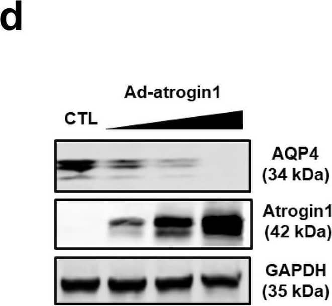 Aquaporin-4 Antibody - BSA Free
