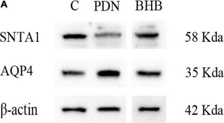 Aquaporin-4 Antibody - BSA Free