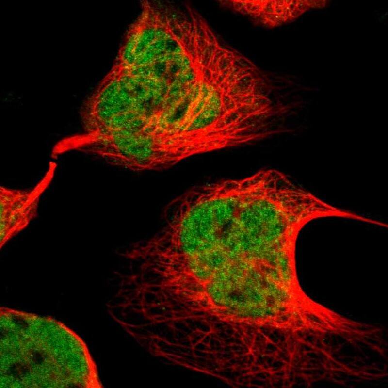KAT3B/p300 Antibody - BSA Free Immunocytochemistry/ Immunofluorescence: KAT3B/p300 Antibody - BSA Free [NBP1-87693]