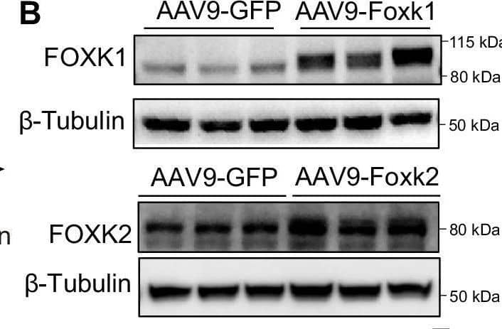 ILF1 Antibody - BSA Free