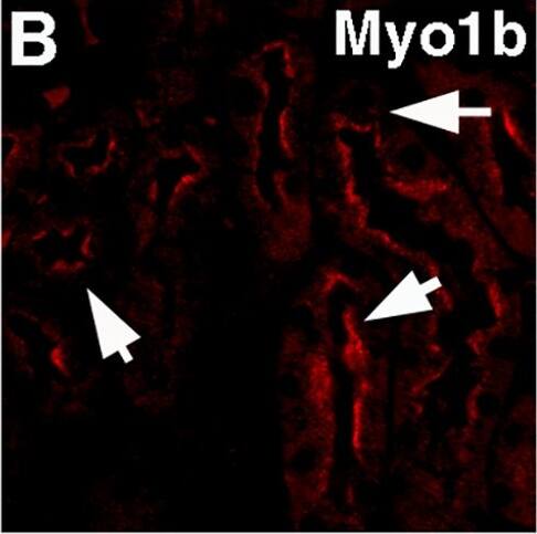 Myosin 1B Antibody - BSA Free