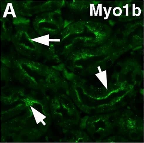 Myosin 1B Antibody - BSA Free