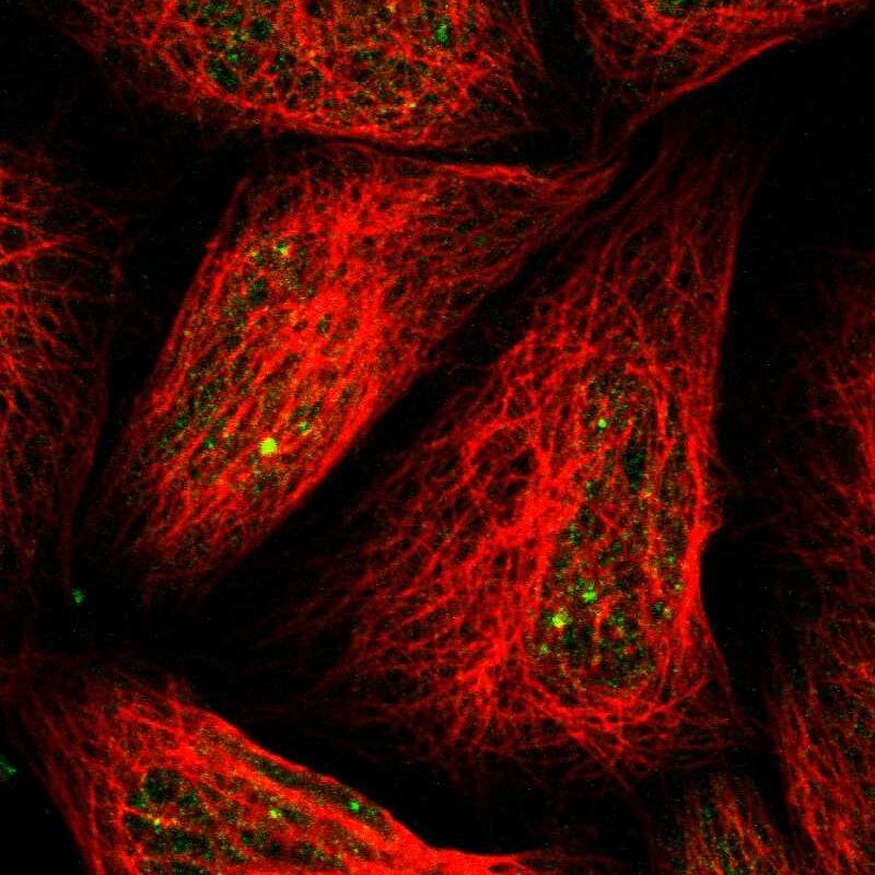 MYH Antibody - BSA Free Immunocytochemistry/ Immunofluorescence: MYH Antibody [NBP1-87743]