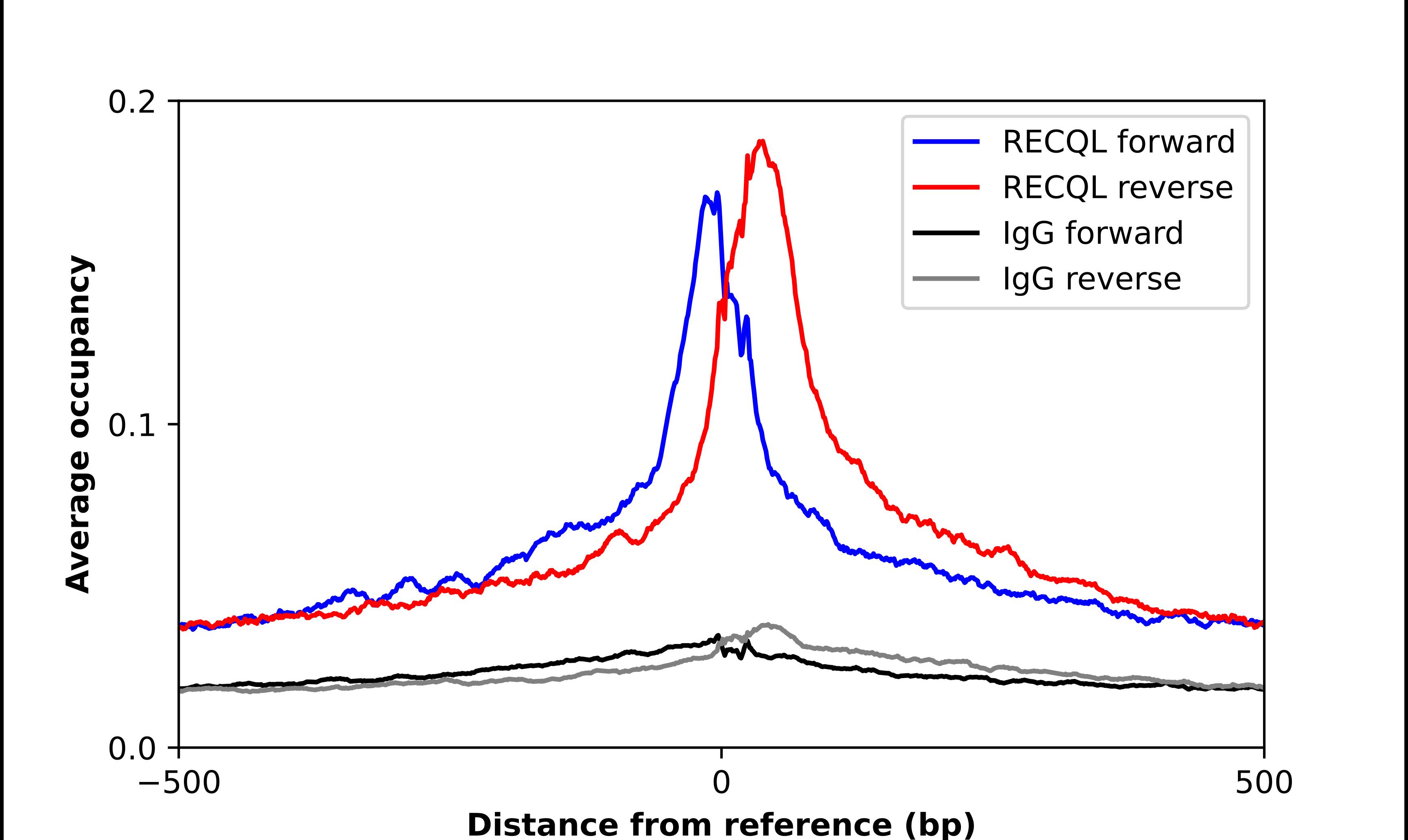 RECQ1 Antibody - BSA Free Chromatin Immunoprecipitation-exo-Seq: RECQ1 Antibody - BSA Free [NBP1-87803]