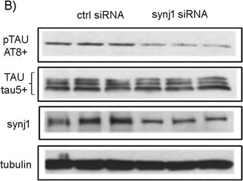 Synaptojanin 1 Antibody