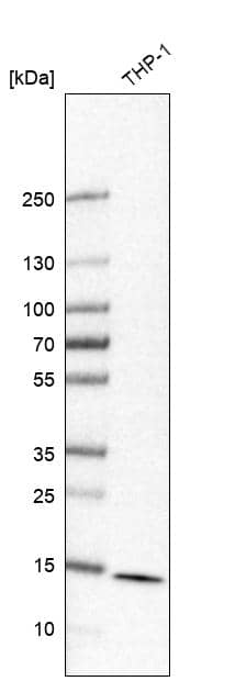 60S ribosomal protein L23 Antibody - BSA Free Western Blot: 60S ribosomal protein L23 Antibody - BSA Free [NBP1-87847]