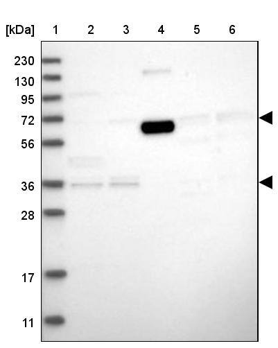 ICB1 Antibody - BSA Free Western Blot: ICB1 Antibody - BSA Free [NBP1-87848]