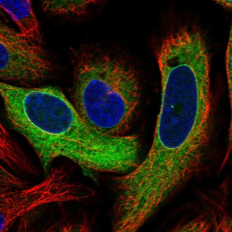 Prostaglandin E Synthase Antibody - BSA Free Immunocytochemistry/ Immunofluorescence: Prostaglandin E Synthase Antibody - BSA Free [NBP1-87852]