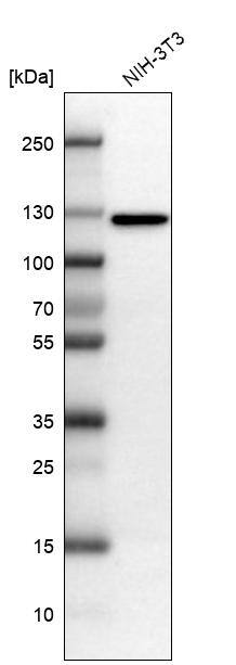 Matrin 3 Antibody - BSA Free Western Blot: Matrin 3 Antibody - BSA Free [NBP1-87859]