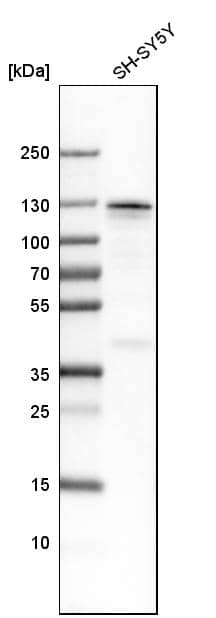 Matrin 3 Antibody - BSA Free Western Blot: Matrin 3 Antibody - BSA Free [NBP1-87859]