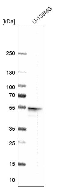 Secernin-1 Antibody - BSA Free Western Blot: Secernin-1 Antibody - BSA Free [NBP1-87861]