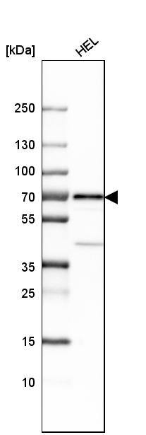 LNK/SH2B3 Antibody - BSA Free Western Blot: LNK/SH2B3 Antibody - BSA Free [NBP1-87867]