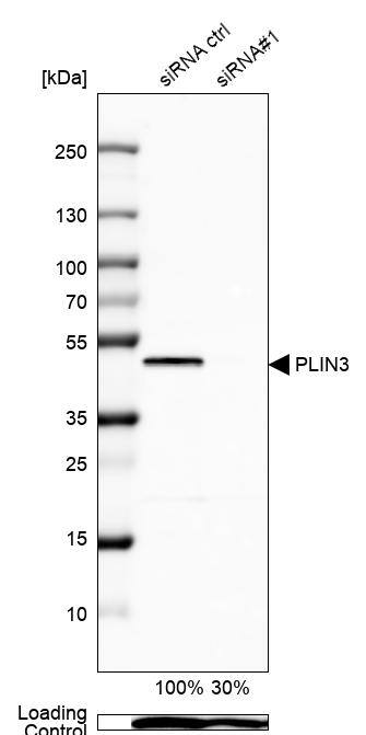 Perilipin-3/TIP47 Antibody - BSA Free Western Blot: Perilipin-3/TIP47 Antibody - BSA Free [NBP1-87871]