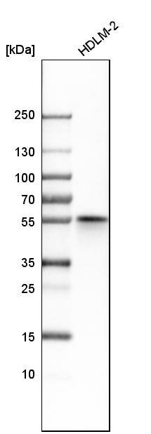 NDP52 Antibody - BSA Free Western Blot: NDP52 Antibody - BSA Free [NBP1-87872]