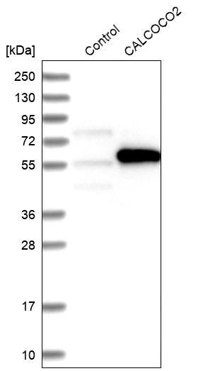 NDP52 Antibody - BSA Free Western Blot: NDP52 Antibody - BSA Free [NBP1-87873]