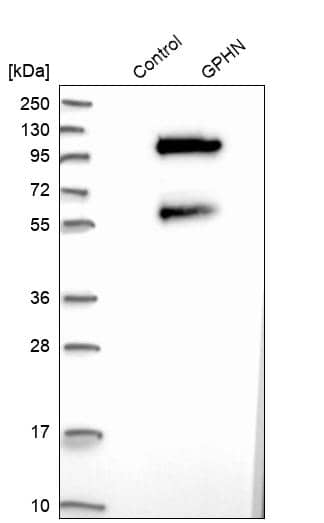 Gephyrin/GPHN Antibody - BSA Free Western Blot: Gephyrin/GPHN Antibody - BSA Free [NBP1-87876]