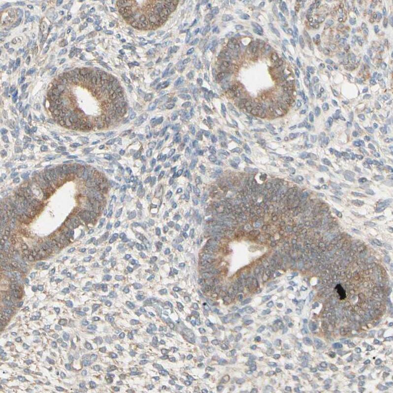IRAG Antibody - BSA Free Immunohistochemistry-Paraffin: IRAG Antibody - BSA Free [NBP1-87877]