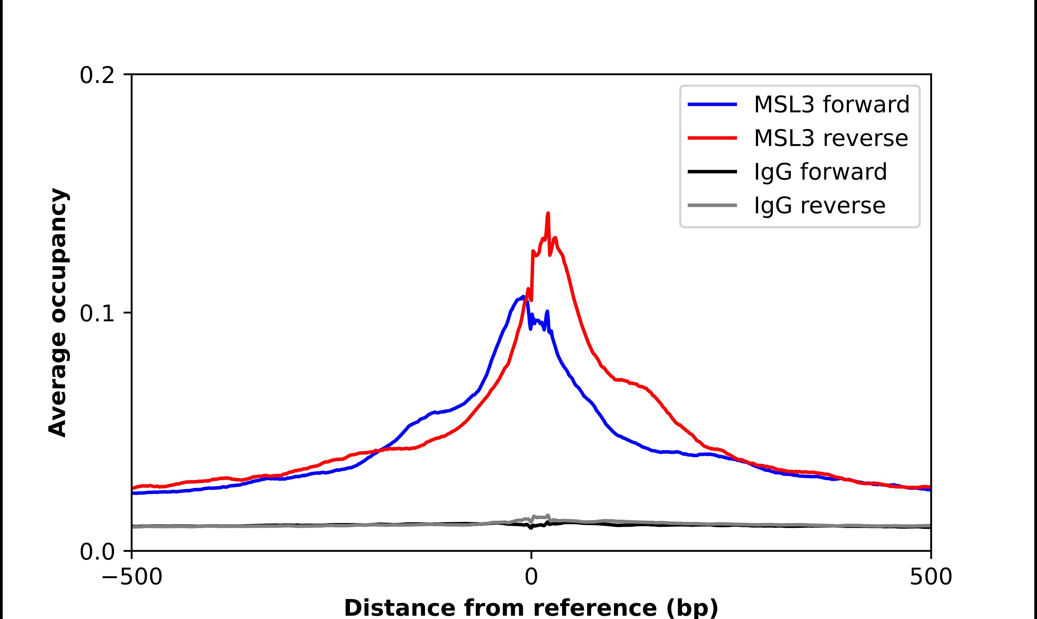 MSL3L1 Antibody - BSA Free Chromatin Immunoprecipitation ChIP: MSL3L1 Antibody - BSA Free
