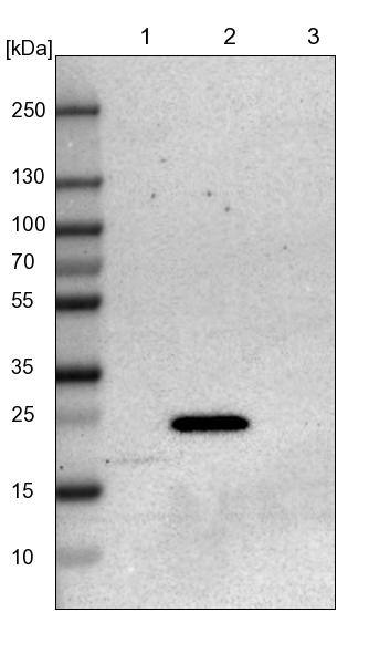 JM4 Antibody - BSA Free Western Blot: JM4 Antibody - BSA Free [NBP1-87886]